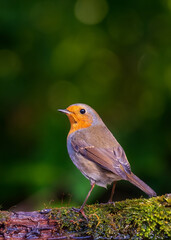 European robin
Erithacus rubecula
Vörösbegy