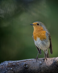European robin
Erithacus rubecula
Vörösbegy