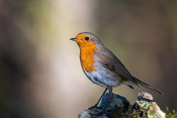 European robin
Erithacus rubecula
Vörösbegy