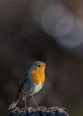 European robin
Erithacus rubecula
Vörösbegy