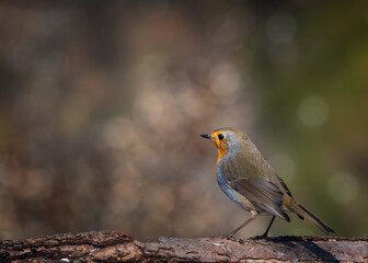 European robin
Erithacus rubecula
Vörösbegy
