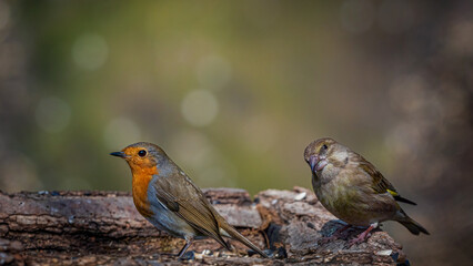 European robin
Erithacus rubecula
Vörösbegy