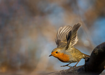 European robin
Erithacus rubecula
Vörösbegy