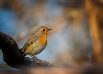 European robin
Erithacus rubecula
Vörösbegy