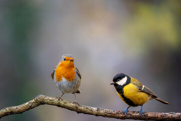 European robin
Erithacus rubecula
Vörösbegy