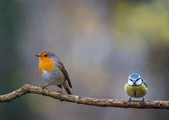 European robin
Erithacus rubecula
Vörösbegy