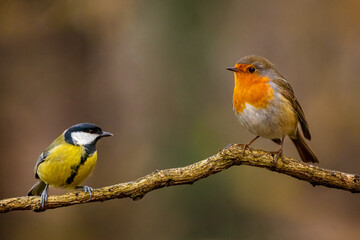 European robin
Erithacus rubecula
Vörösbegy