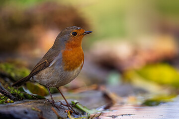European robin
Erithacus rubecula
Vörösbegy