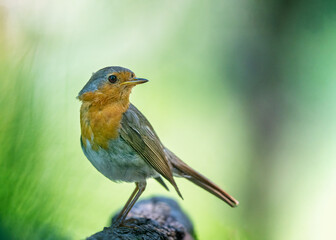 European robin
Erithacus rubecula
Vörösbegy