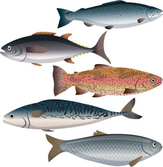 fish food set cartoon. market salmon, tuna, trout, mackerel, herring, ocean sea, deep marine fish food vector illustration