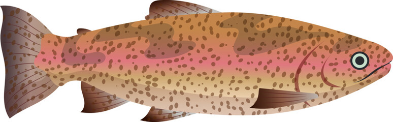 trout fish cartoon. freash sea food, rainbow river water, fried trout fish vector illustration