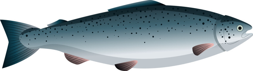 salmon fish cartoon. freash raw, sea food, trout seafood, meat whole fillet steak, wild atlantic salmon fish vector illustration