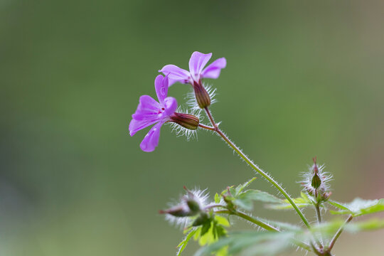 herb-Robert (Geranium robertianum) macro in the natural environment.