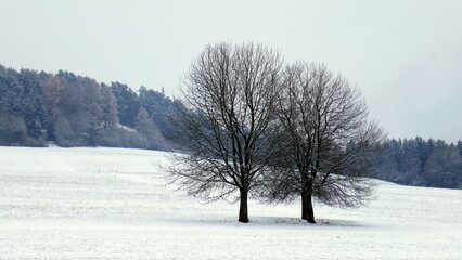 Fototapeta na wymiar nebliger Wintermorgen mit 2 freistehenden kahlen Bäumen auf verschneiter Wiese im Schwarzwald