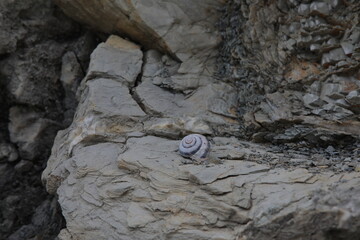 View of a snail on a stone