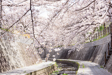 満開の桜の並木道