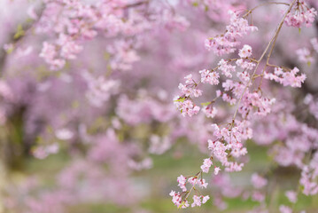 ピンクの枝垂れ桜