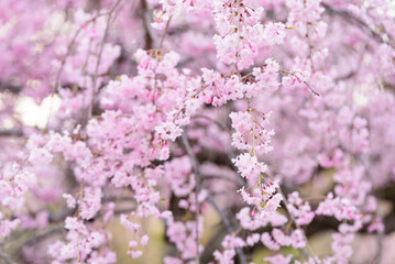 美しいピンクの枝垂れ桜