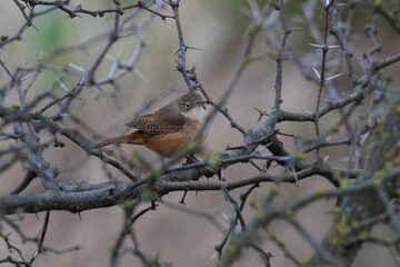  Grass Wren, in Calden Forest environment, La Pampa Province, Patagonia, Argentina.