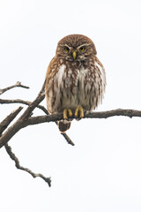 Ferruginous Pygmy owl, Glaucidium brasilianum, Calden forest, La Pampa Province, Patagonia, Argentina.