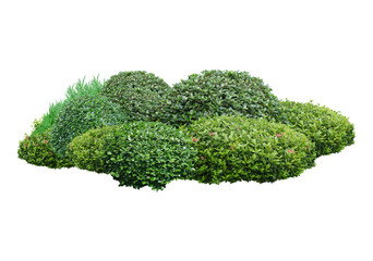 Green bush isolated transparency background.	