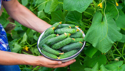 the farmer holds a bowl of freshly picked cucumbers in his hands.