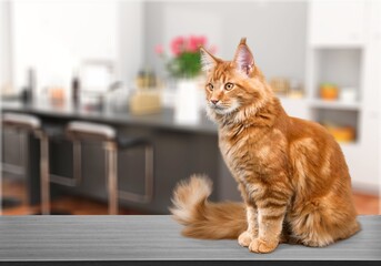 Cute domestic cat posing at home