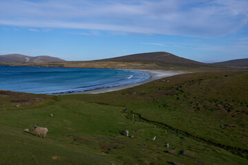 Fototapeta na wymiar Sheep and lamb grazing on the cliffs of Saunders Island in the Falkland Islands.