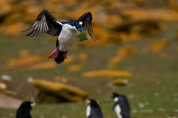 Imperial Shag (Phalacrocorax atriceps albiventer) landing with vegetation to be used as nesting...