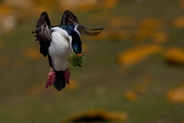 Imperial Shag (Phalacrocorax atriceps albiventer) landing with vegetation to be used as nesting...