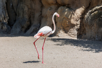 Flamingo, a type of Wading Bird in the Family Phoenicopteridae in a Natural Area