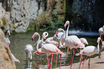 Group of Flamingos, a type of Wading Bird in the Family Phoenicopteridae in a Natural Area