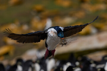 Imperial Shag (Phalacrocorax atriceps albiventer) landing with vegetation to be used as nesting...