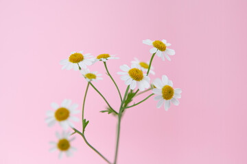 Chamomile flowers on pink with gring depth of field, is suitable in use as background 