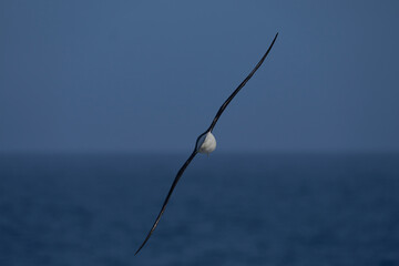 Fototapeta na wymiar Black-browed Albatross (Thalassarche melanophrys) in flight along the cliffs of Saunders Island in the Falkland Islands.