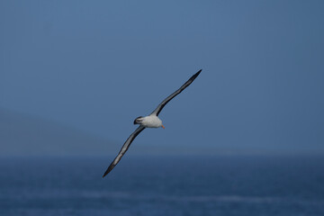 Black-browed Albatross (Thalassarche melanophrys) in flight along the cliffs of Saunders Island in the Falkland Islands.