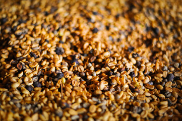 kopi luwak yellow coffee beans are drying after palm civet to become the most expensive coffee in the world