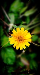 yellow flower