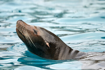 Obraz premium Beautiful close side portrait of the head of a sea lion coming out to breathe after swimming with drops on its whiskers in Cabarceno National Park in Cantabria, Spain, Europe