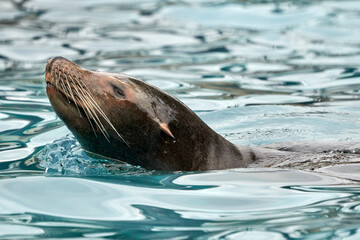Obraz premium Beautiful close side portrait of the head of a sea lion with drops on its whiskers and with its fur wrapped in water in Cabarceno National Park in Cantabria, Spain, Europe