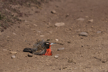 Long-tailed Meadowlark (Sturnella loyca falklandica) dusting its feathers in a dust bath on Carcass Island in the Falkland Islands