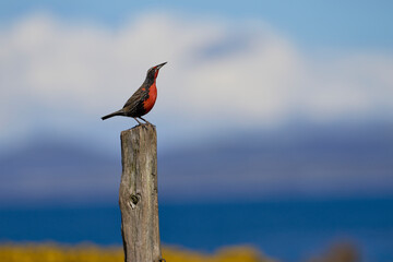 Long-tailed Meadowlark (Sturnella loyca falklandica) perched on a post on Carcass Island in the...