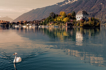 Swan on lake in Switzerland: Mountain background