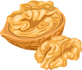 walnut kernel cartoon. fruit closeup, nut ingredient, seed food, half brown, raw healthy, natural organic walnut kernel vector illustration