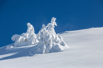 Attractive snow-covered spruces on a frosty day, calm wintry scene.