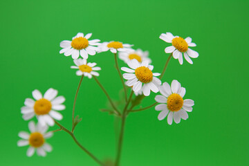 Chamomile flowers on green with gringer depth of field, is suitable in use as background 