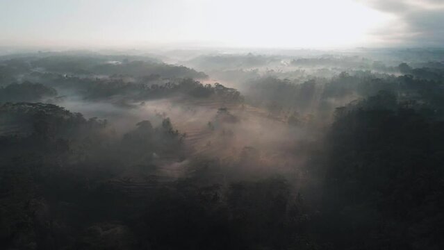 Rice terraces surrounded by jungles in mist with sun rays. Beautiful sunrise in tropical forest. Aerial view, drone shot