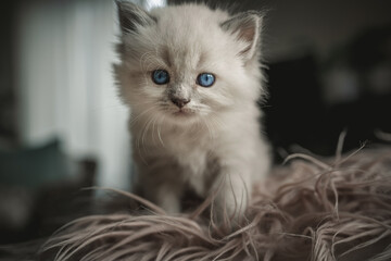 White Persian cat kitty blue eyes portrait