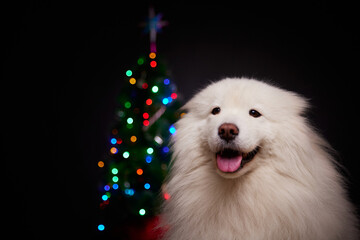 Christmas card. Portrait of a cute fluffy dog on the background of a Christmas tree. Merry Christmas and Happy New Year!