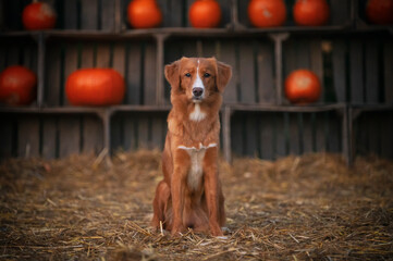 Pies na farmie - obrazy, fototapety, plakaty